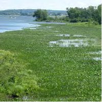 Marais inondé