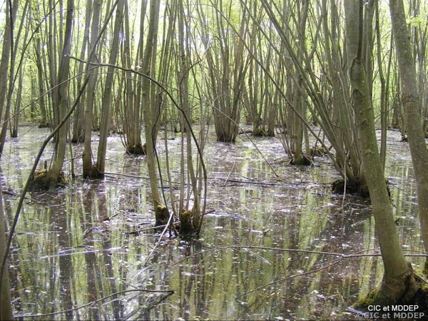 Marécage inondé