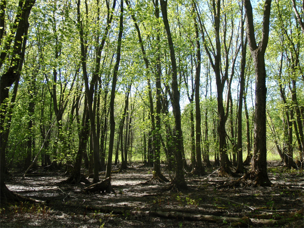 Marécage en période sèche