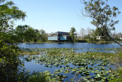 Everglades -  Robert S. Flaum