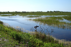 Everglades -  Robert S. Flaum