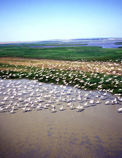 Delta du Danube -  J. Liviu
