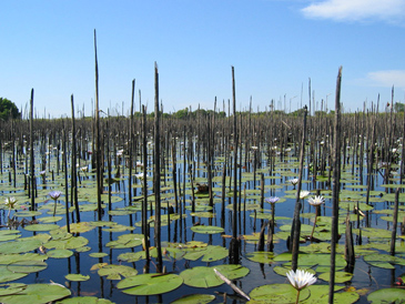 Delta dOkavango -  Martin van Triest