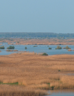Marais dor  -  Laurentiu Raicu