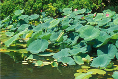 Milieux humides de Kakadu -  Parks Australia 