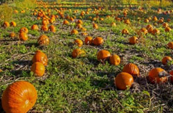 Champ de citrouilles