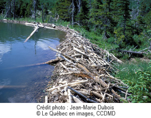 Barrage de castor, Crdit photo ; Jean-Marie Dubois  Le Qubec en images, CCDMD