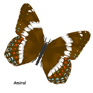 Papillon amiral