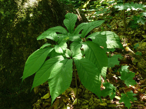 Panax quinquefolius / ginseng  cinq folioles - Crdit photo : Pierre Petitclerc, MERN