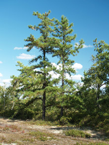 Ptychostomum wrightii / bryum de Wright - Auteur : Jean Gagnon, MDDELCC