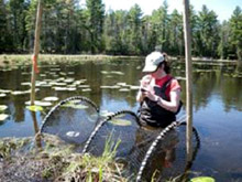 Ptychostomum wrightii / bryum de Wright - Auteur : Jean Gagnon, MDDELCC