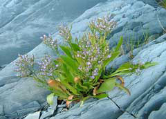 Lavande de mer ou limonium de Caroline (Limonium carolinianum) 