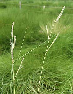 Spartine tale (Spartina patens) 