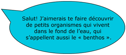 Salut! J’aimerais te faire découvrir de petits organismes vivant dans le fond de l’eau, qu’on appelle aussi le « benthos ».