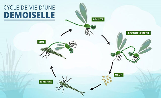 Découvre l’évolution de la demoiselle.