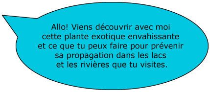 Allo! Viens découvrir avec moi cette plante exotique envahissante et ce que tu peux faire pour prévenir sa propagation dans les lacs et les rivières que tu visites.