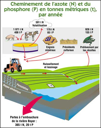 Graphique sur le cheminement de l'azote