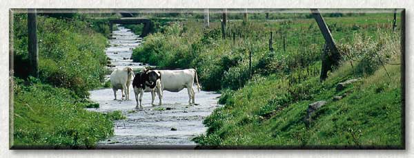 L'accès du bétail au cours d'eau