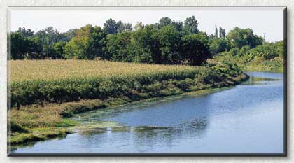 Photo de culture de mas en bordure de la rivire